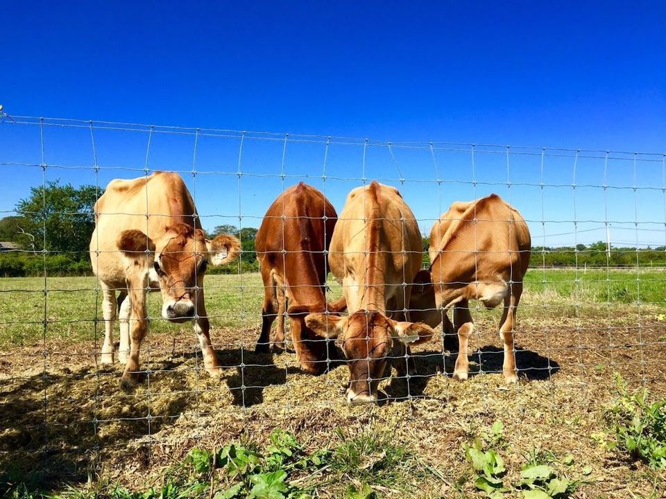 Mecox Bay Dairy