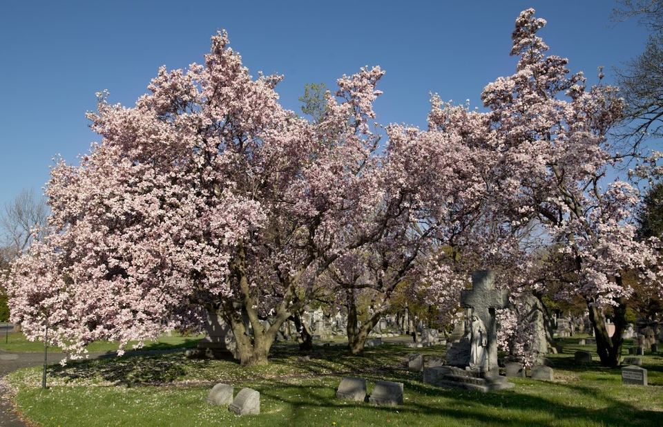 Woodlawn Cemetery • Conservancy