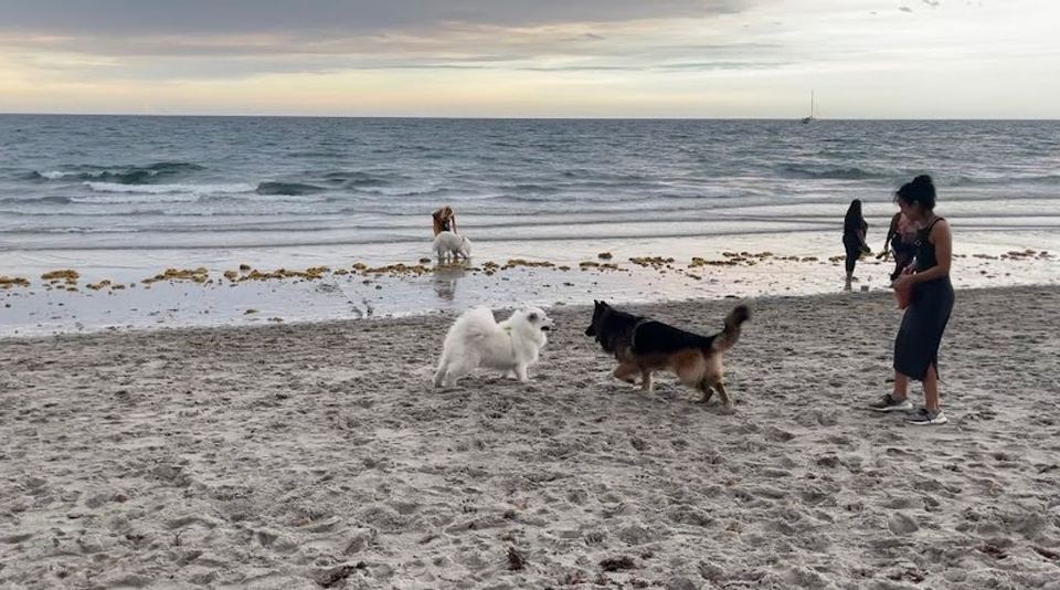 Bark Park Dog Beach
