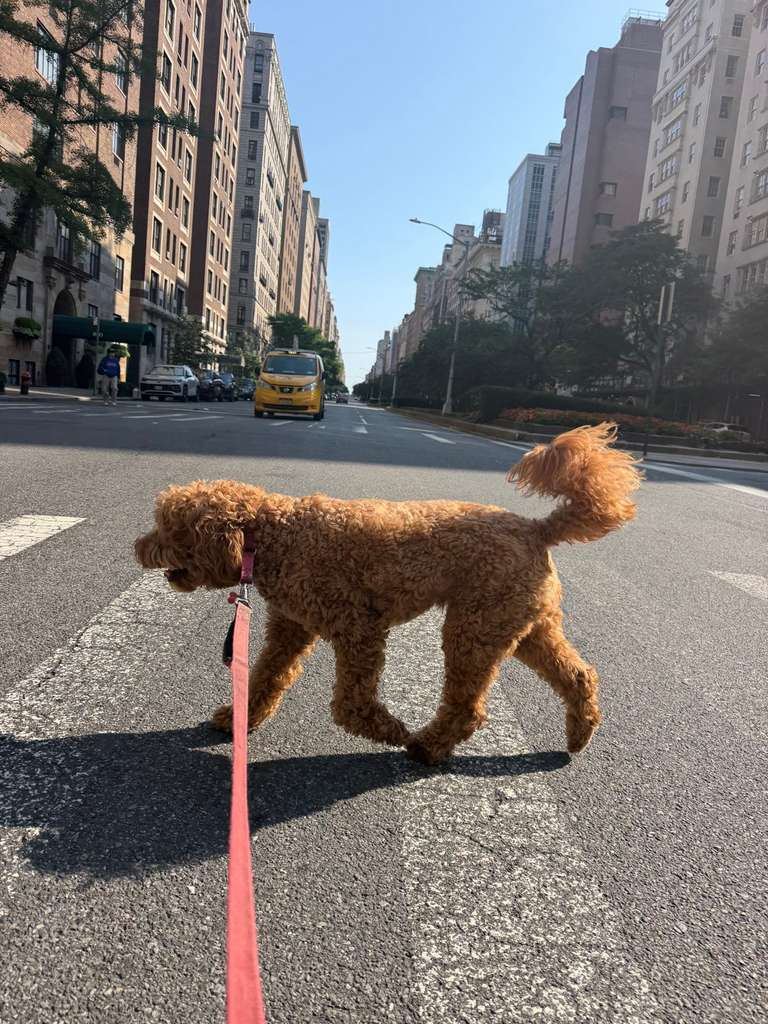 Manhattan’s Best Parks for Leashed Dogs