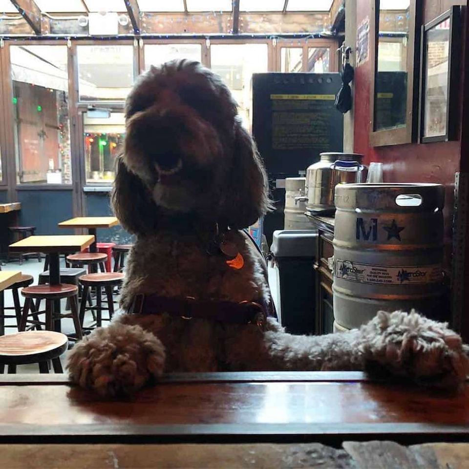 When you want to stay out after happy hour, but you have a dog